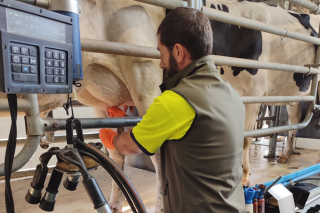 Validan con éxito en Galicia un test rápido de preñez a partir de muestras de leche