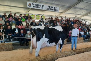 Precio medio de 3609 euros por animal en la subasta de ganado frisón de Boimorto
