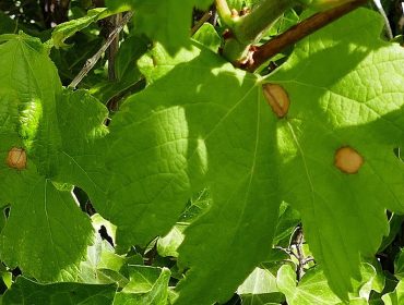 Alerta por la presencia de los primeros síntomas de black rot en las viñas gallegas