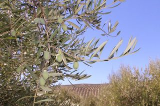 AGRIMOBI OLIVE-P, nueva solución para prevenir la carencia de fósforo en los olivares