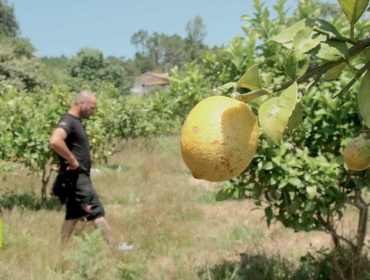 Cítricos Rías Baixas, un cultivo insólito que se revela exitoso en Galicia