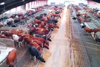 Las granjas de vacuno de leche de Dinamarca: Fortalezas y debilidades de una potencia láctea a nivel mundial
