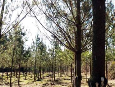 As Pontes acogerá un curso de gestión de pinos, con prácticas de poda, plantación y tratamientos