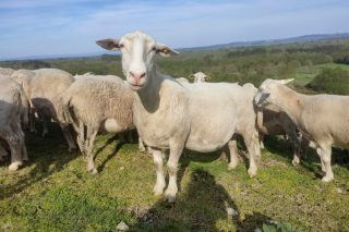 Se vende rebaño de ovejas de raza dorper