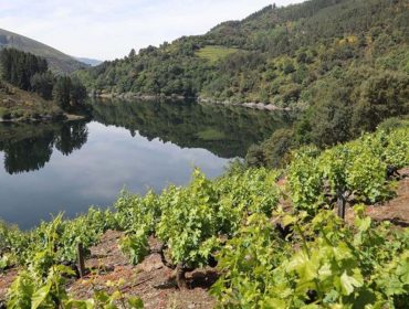 Echa a andar una campaña para promocionar los vinos de la IGP Terras do Navia