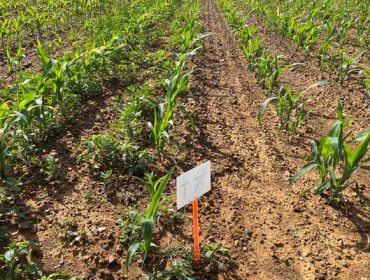 Iseran, un herbicida para el control de las malas hierbas en maíz