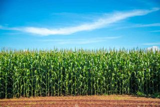 Aumenta la producción y el rendimiento del maíz forrajero con el biofertilizante Neoforce® N Fixer 
