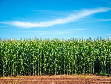 Aumenta la producción y el rendimiento del maíz forrajero con el biofertilizante Neoforce® N Fixer