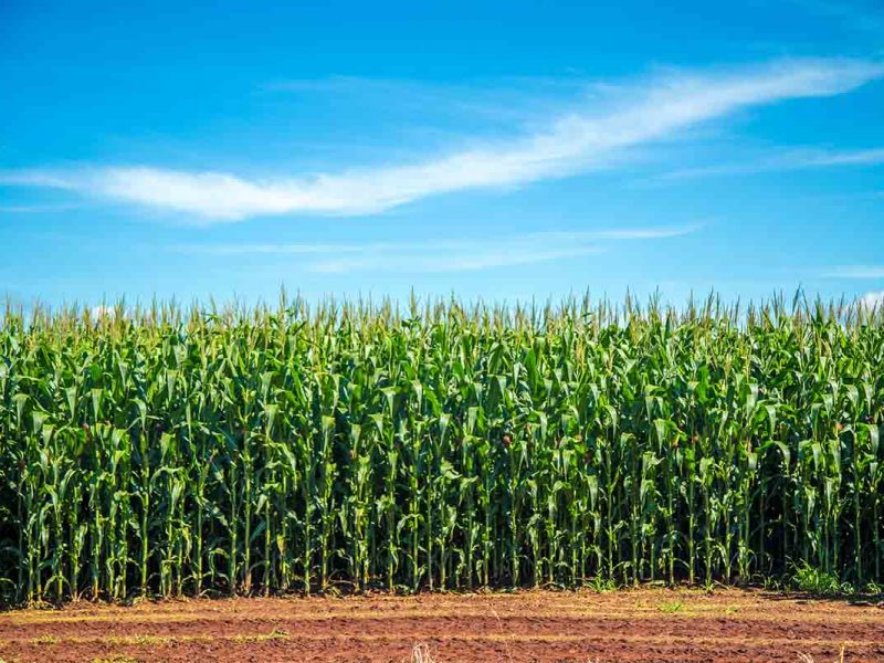 Aumenta la producción y el rendimiento del maíz forrajero con el biofertilizante Neoforce® N Fixer 