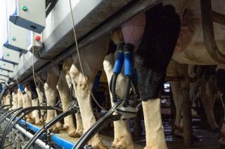 Agromuralla advierte de una nueva bajada del precio de la leche