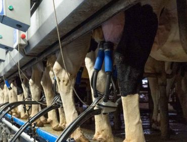 Agromuralla advierte de una nueva bajada del precio de la leche