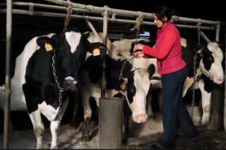 El Sindicato Labrego denuncia que industrias lácteas amenazan con no recogerle la leche a las ganaderías con las vacas trabadas 