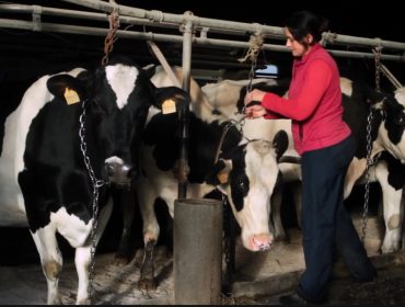 El Sindicato Labrego denuncia que industrias lácteas amenazan con no recogerle la leche a las ganaderías con las vacas trabadas