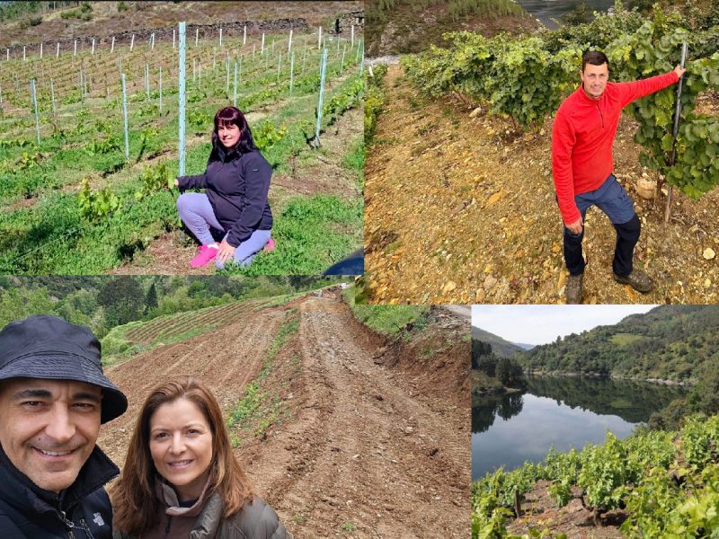 El renacer de la viticultura en las riberas del Navia: Experiencias de 4 nuevos productores