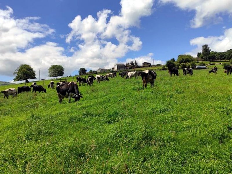 'El modelo europeo de producción láctea: garantía para el consumidor'
