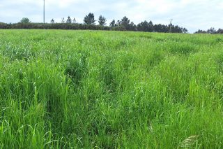 ‘Créditos naturaleza’, apoyo para el campo y los silvicultores por potenciar la biodiversidad