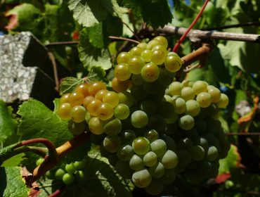 Recomendaciones para el cuidado de las viñas durante los próximos días Recomendaciones para el cuidado de las viñas durante los próximos días